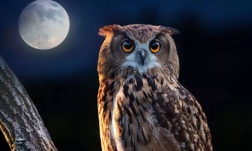 Funny Owl Names Ideas