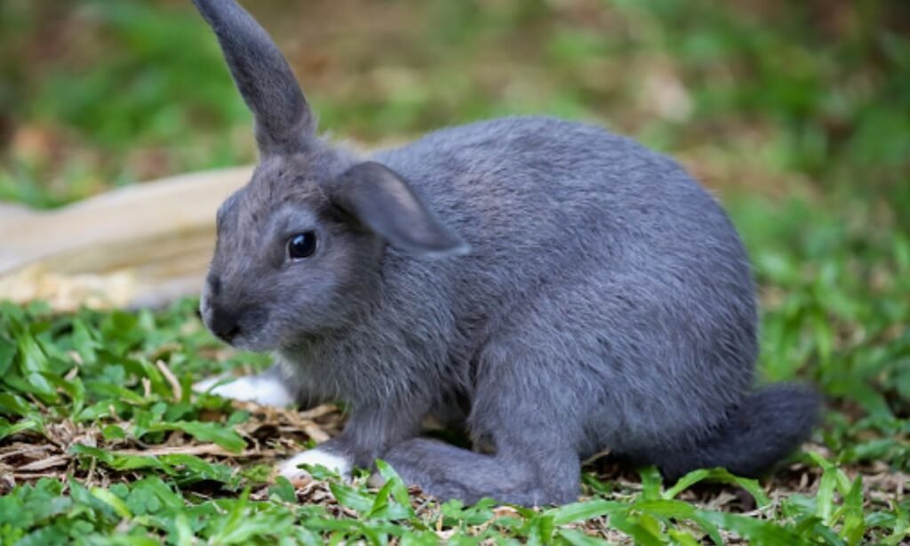 adorable-gray-rabbit-names