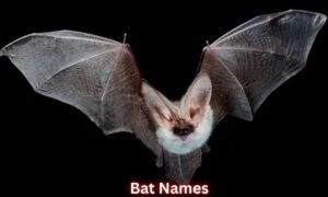 bat-names