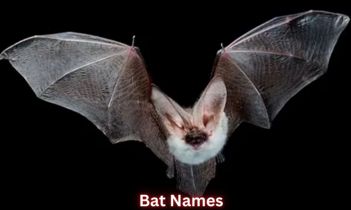 bat-names