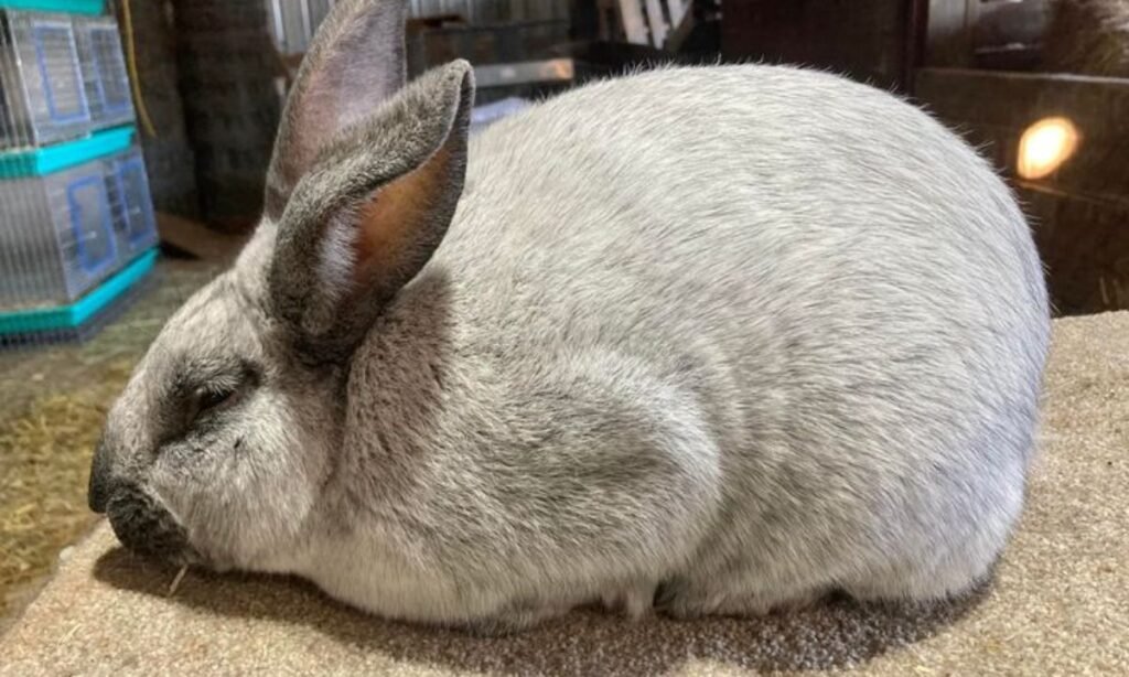 best-gray-rabbit-names