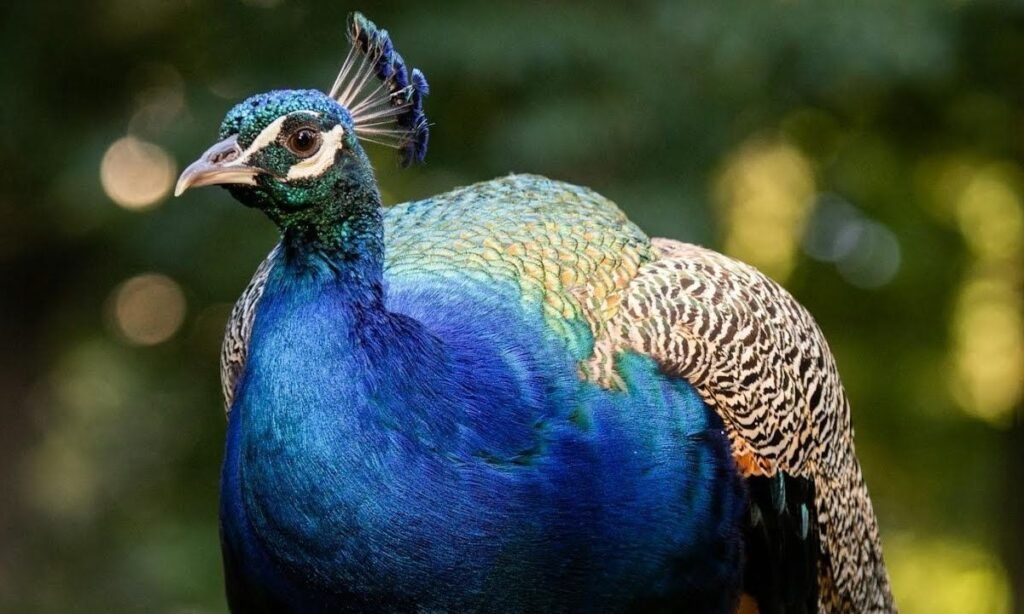 best-peacock-names
