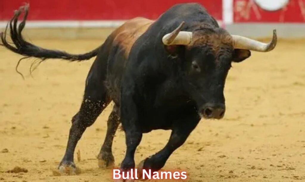 400+ Bull Names That Turn Any Bull into a Legend