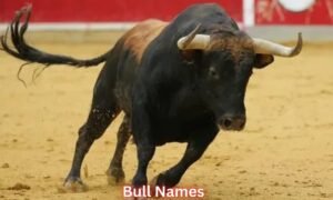 bull-names