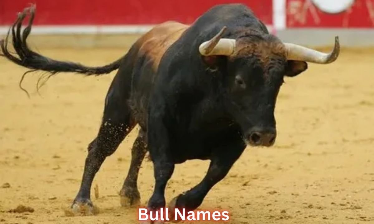 bull-names