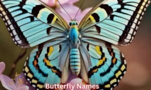 butterfly-names