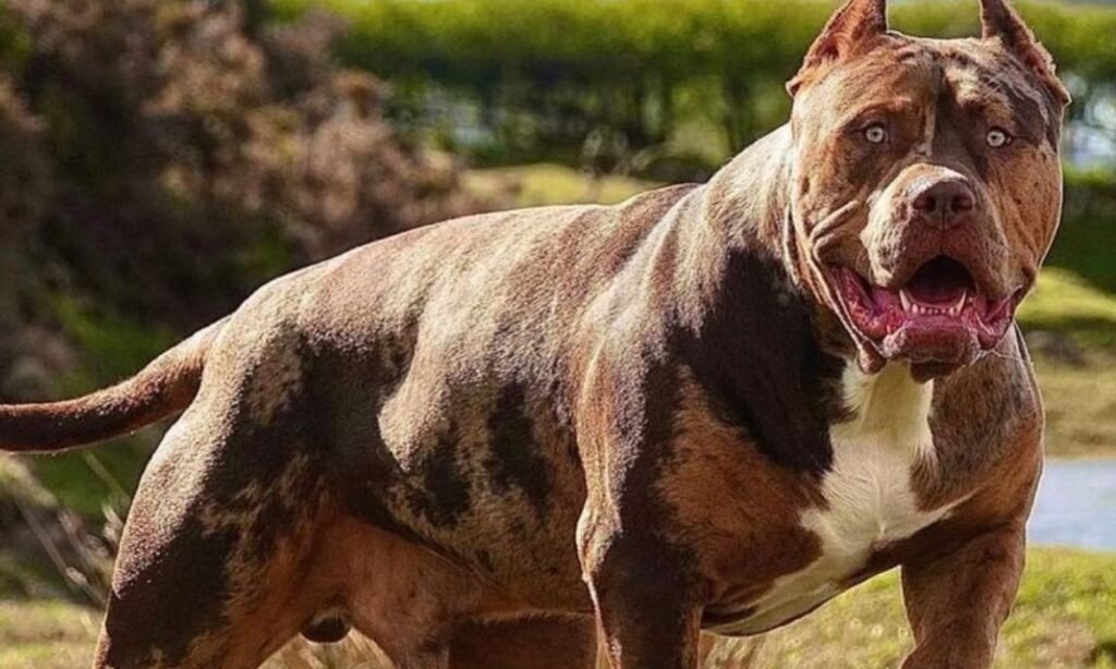 classic-male-pitbull-names