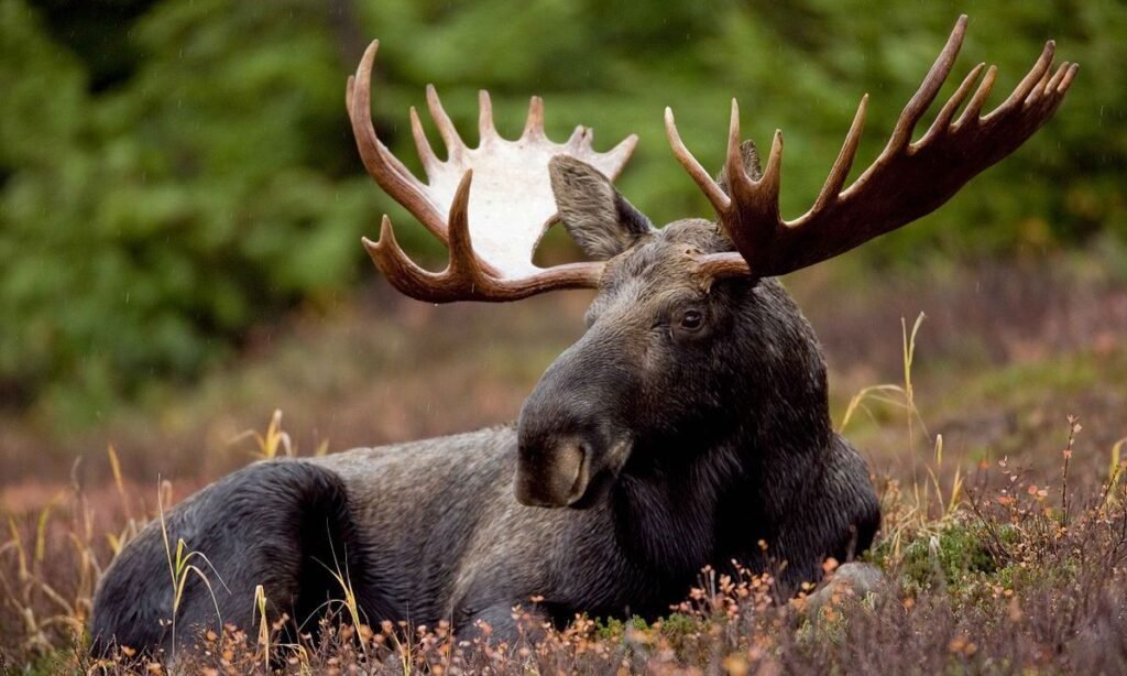 cute-moose-names-list