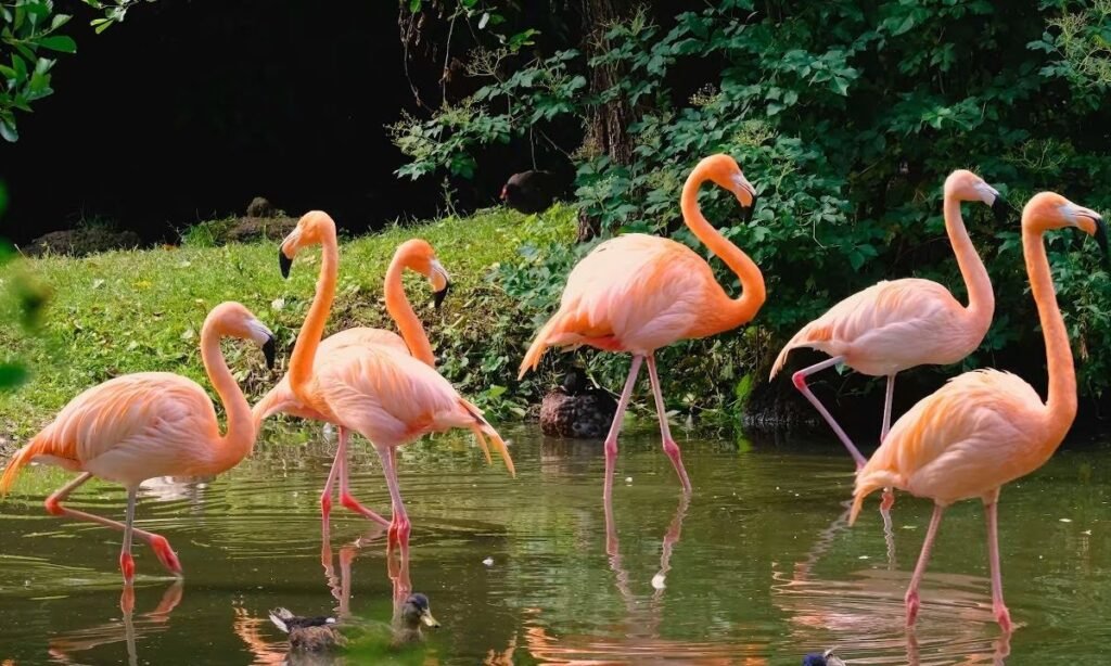 cute-names-for-flamingos