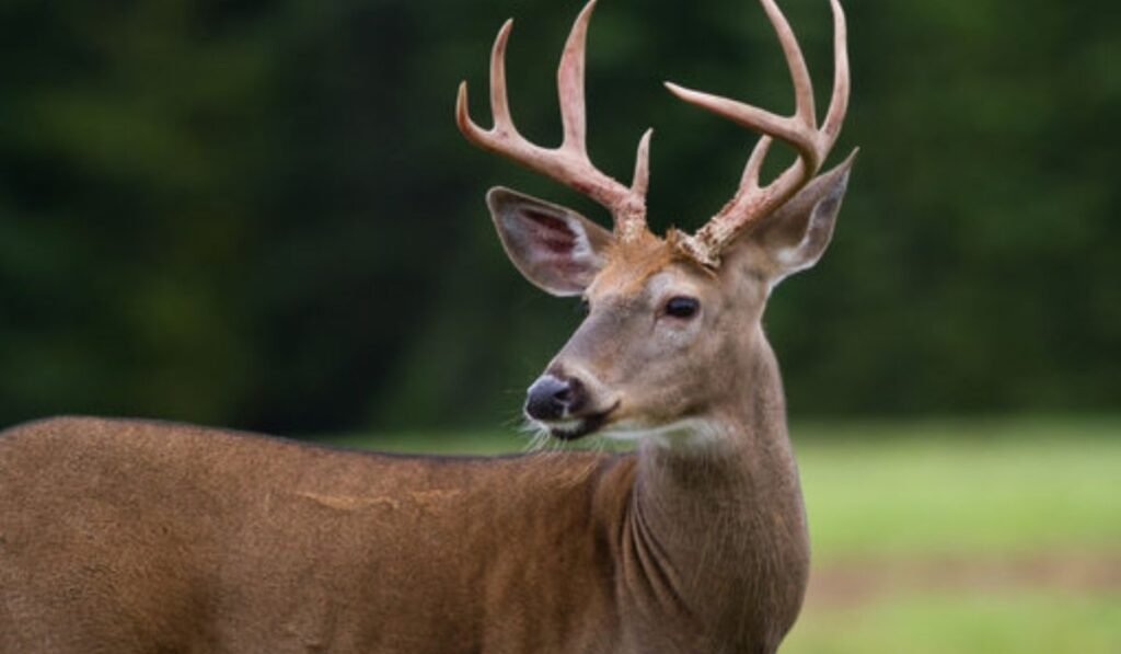 deer-names-by-personality