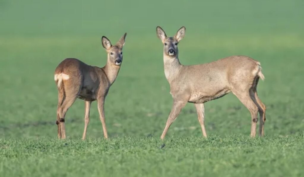 deer-names-for-pairs-or-groups