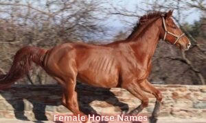 female-horse-names