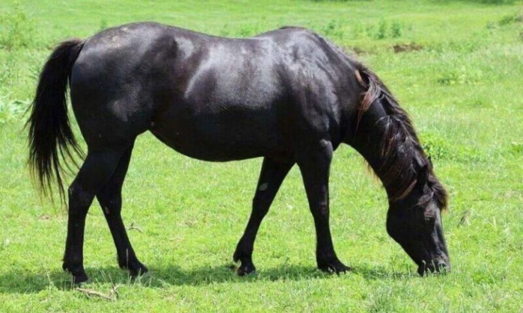 female-horse-names-starting-with-a