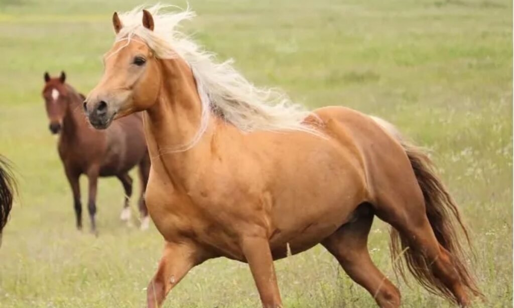 female-horse-names-starting-with-b