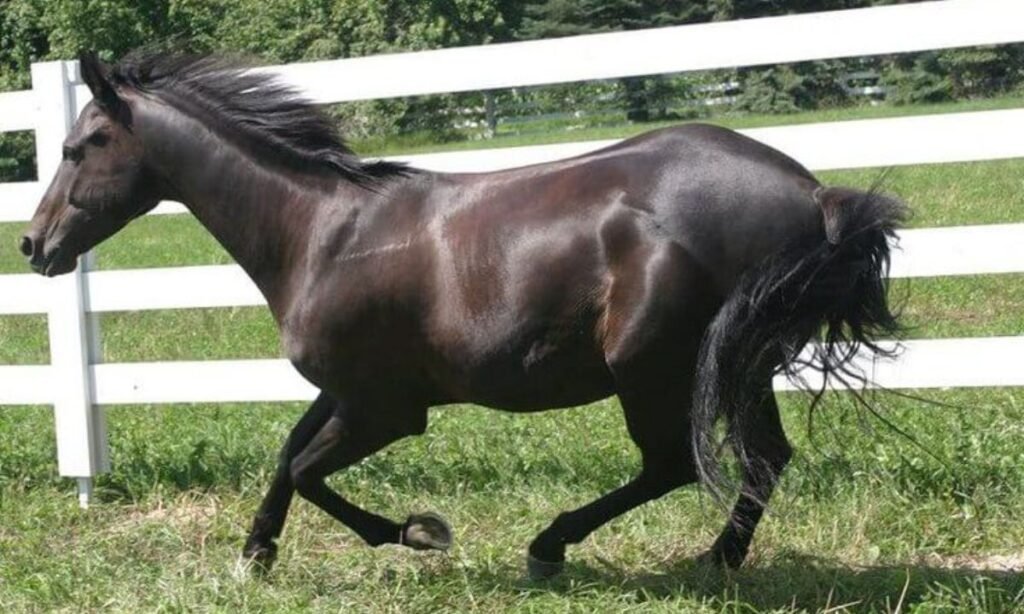 female-horse-names-starting-with-u-v-w-x-y-and-z