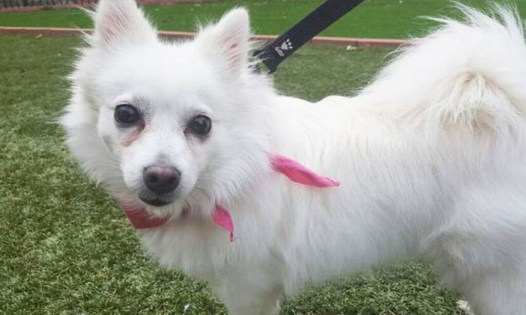 female-korean-dog-names