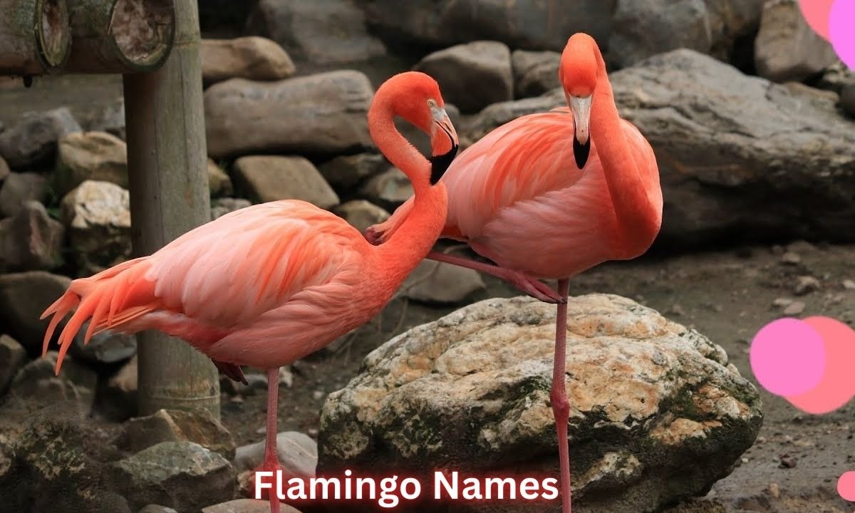 flamingo-names