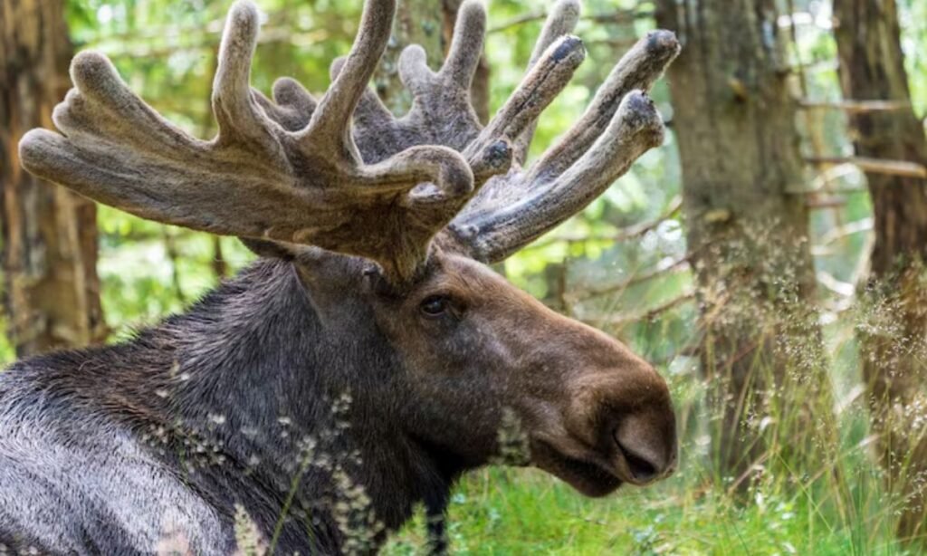 funny-moose-names-list