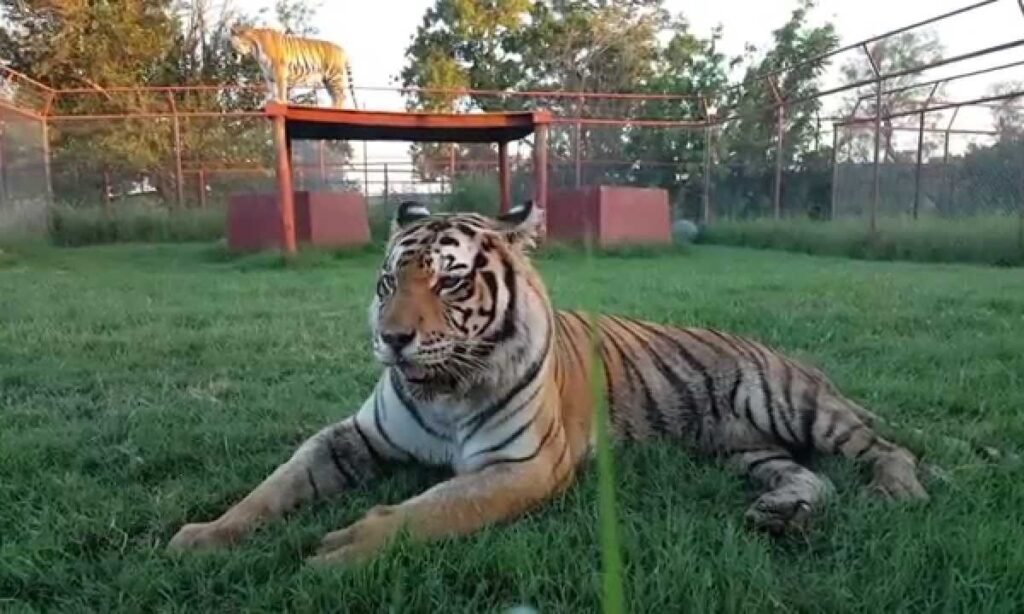 funny-or-cute-nicknames-for-tigers-with-meanings