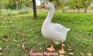 goose-names