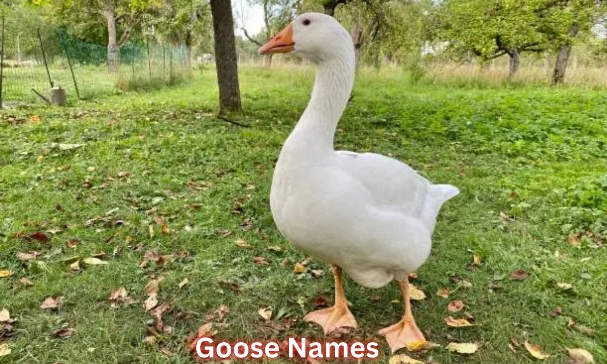 goose-names