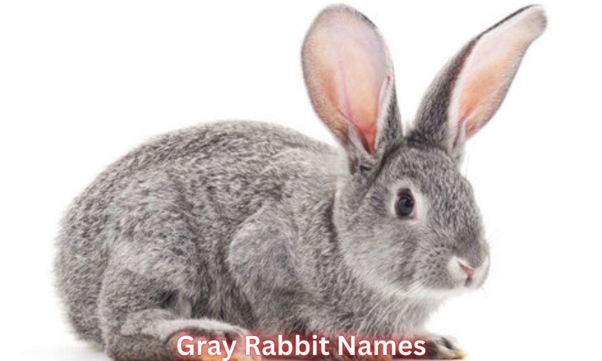 gray-rabbit-names