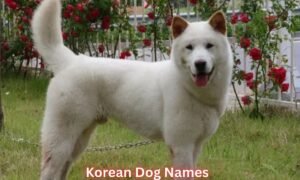 korean-dog-names