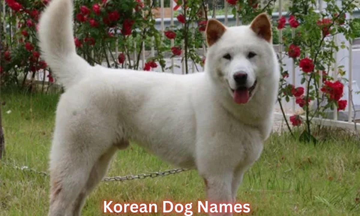 korean-dog-names