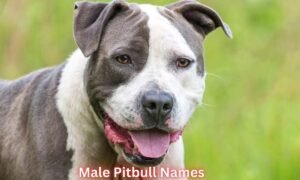 male-pitbull-names