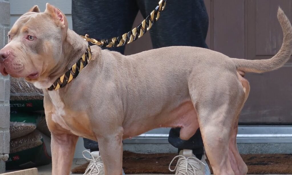 nature-inspired-male-pitbull-names