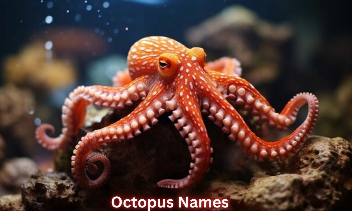 octopus-names