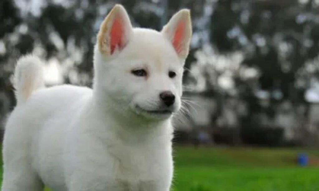 other-korean-dog-names