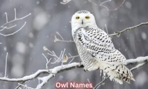 owl-names