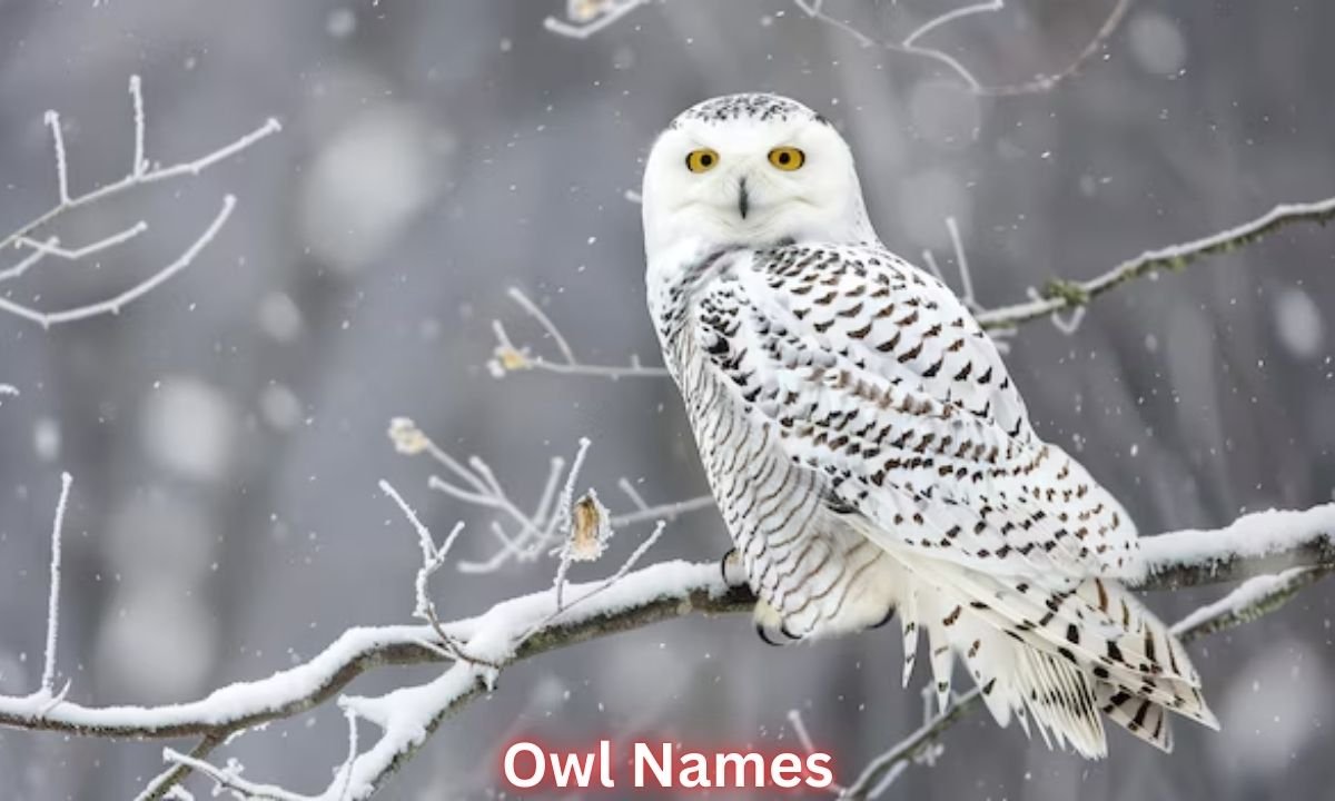 owl-names