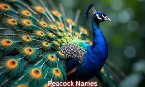 peacock-names