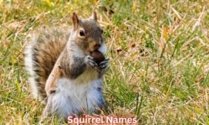 squirrel-names