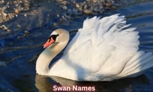 swan-names