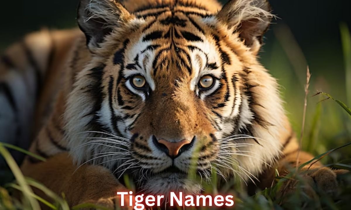 tiger-names