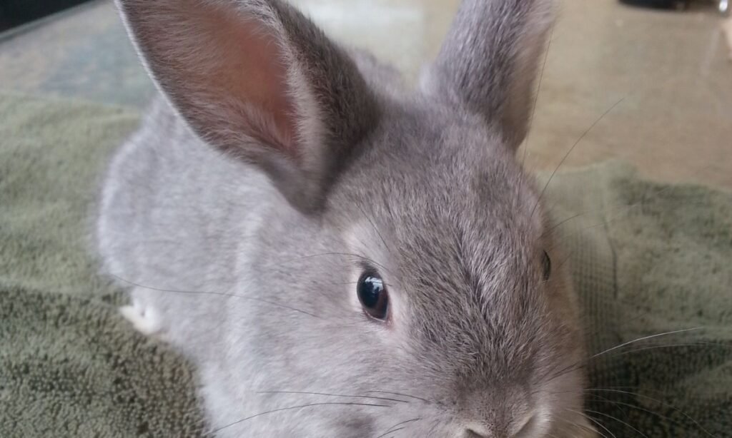 unique-gray-rabbit-names