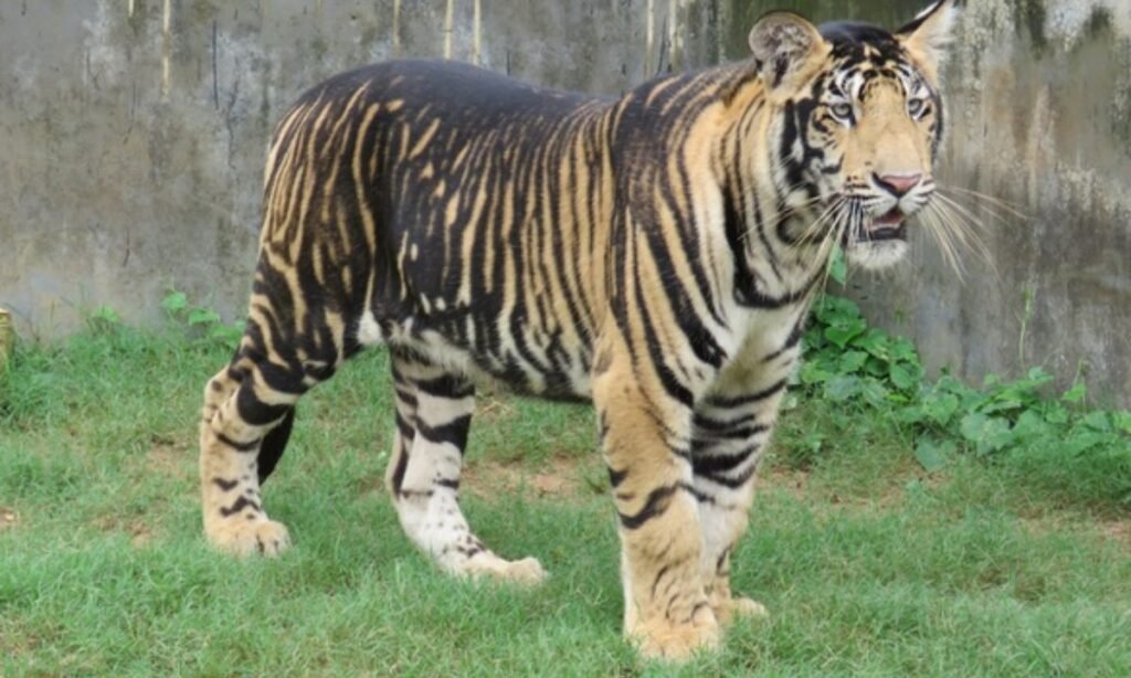 unique-or-rare-tiger-names-with-meanings