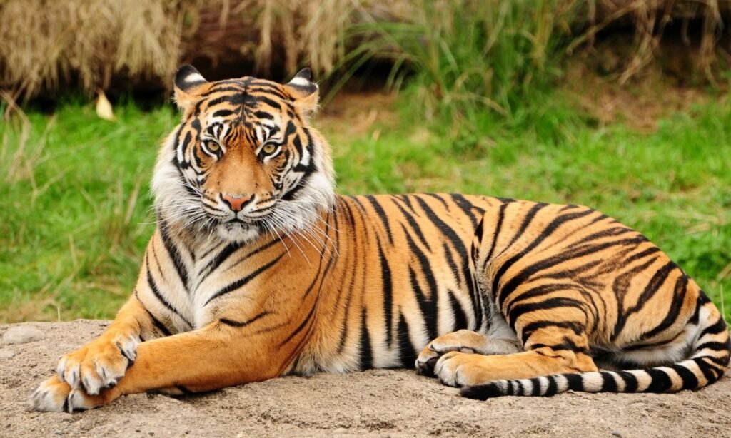 unisex-tiger-names-with-meanings