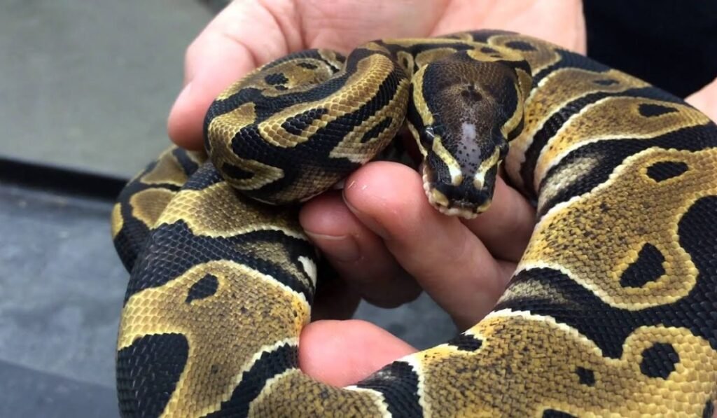ball-python-names