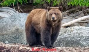 bear-names