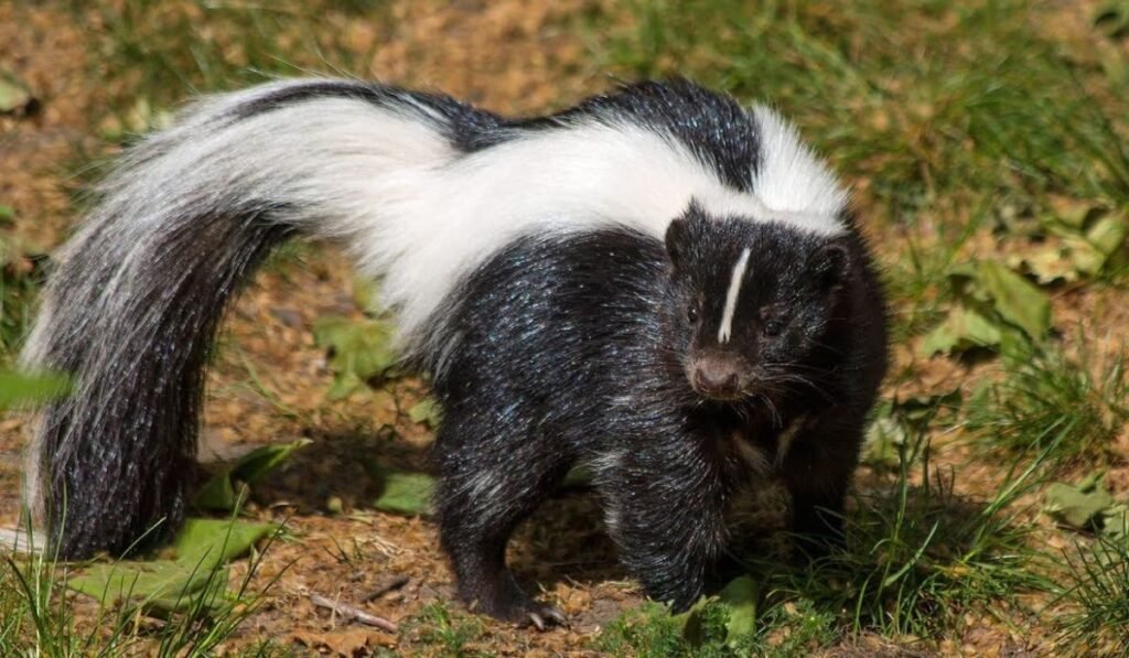 best-skunk-names-with-meanings