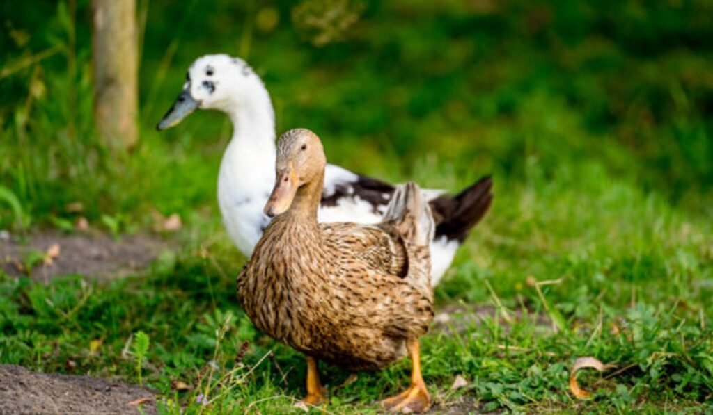 clever-and-intellectual-duck-names