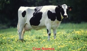 cow-names