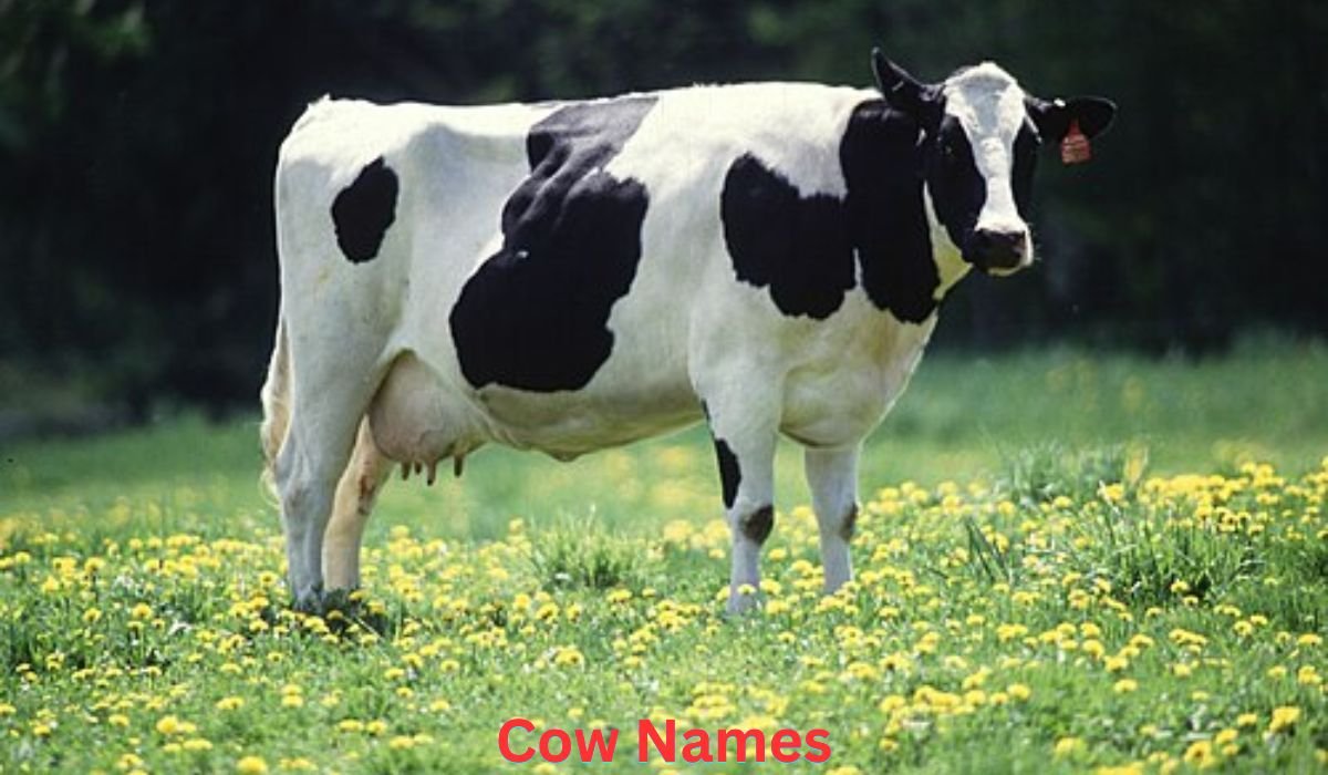 cow-names