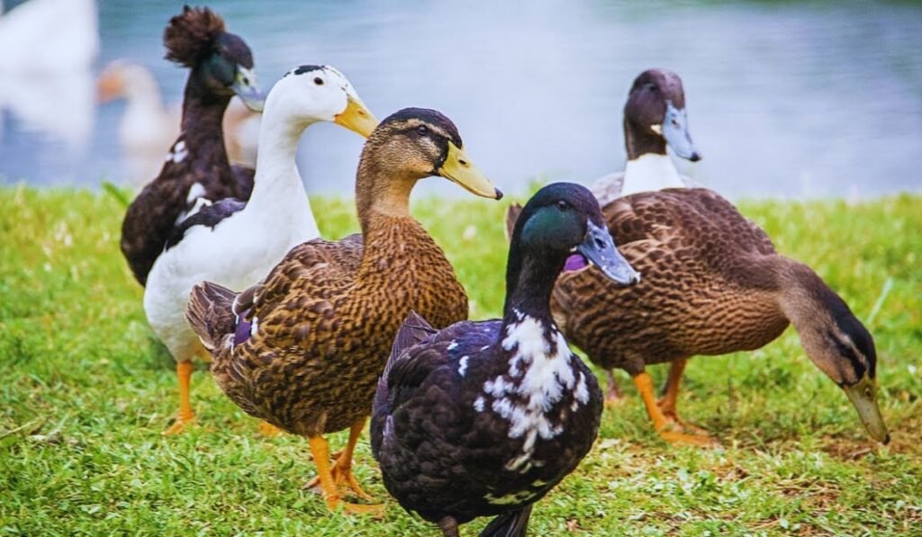 cute-and-adorable-duck-names