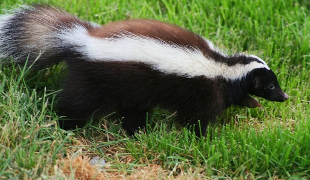 cute-skunk-names