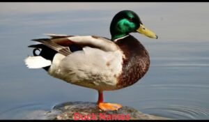 duck-names